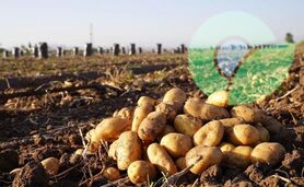 بحران سیب‌زمینی و ضرورت توجه به هشدارهای بخش خصوصی