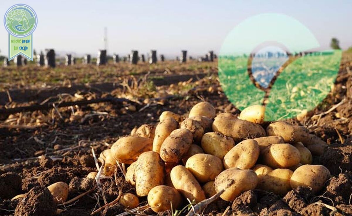 بحران سیب‌زمینی و ضرورت توجه به هشدارهای بخش خصوصی