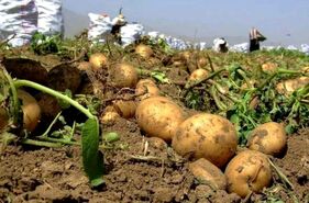 عرضه سیب‌زمینی به یک‌سوم کاهش یافت
