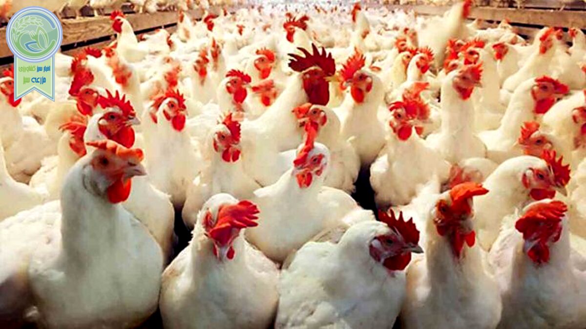 ارتقای تولید مرغ گوشتی با استفاده از ظرفیت دانش بنیان‌ها