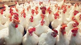 ارتقای تولید مرغ گوشتی با استفاده از ظرفیت دانش بنیان‌ها