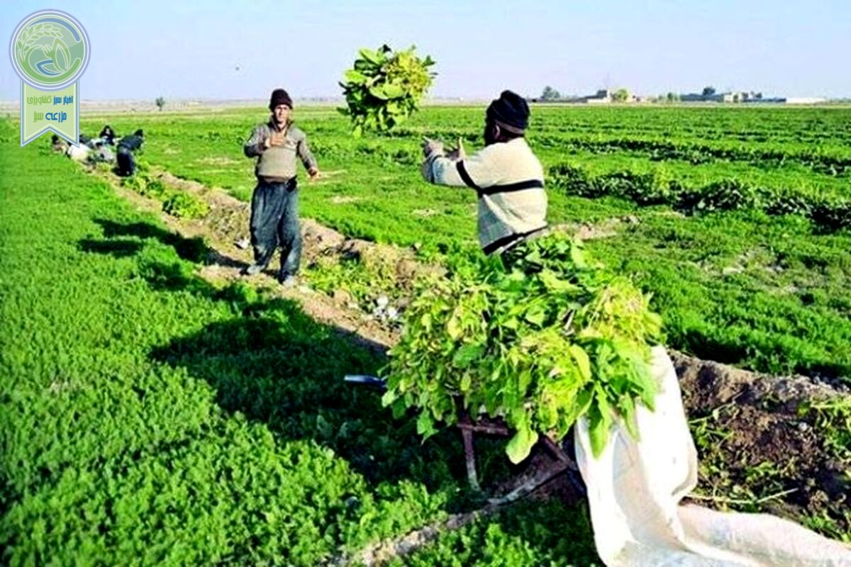 تهدیدات خاموش کشاورزی در آذربایجان شرقی