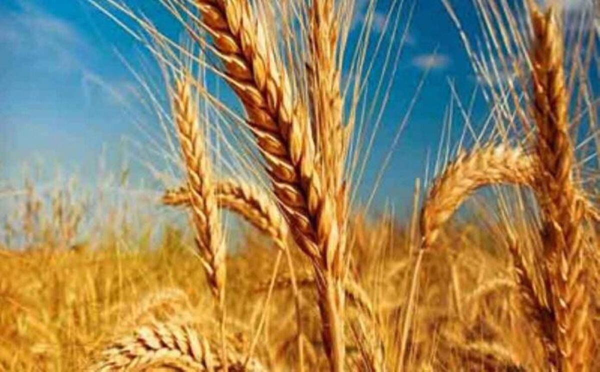 کاهش سطح زیرکشت گندم به ۳ میلیون هکتار