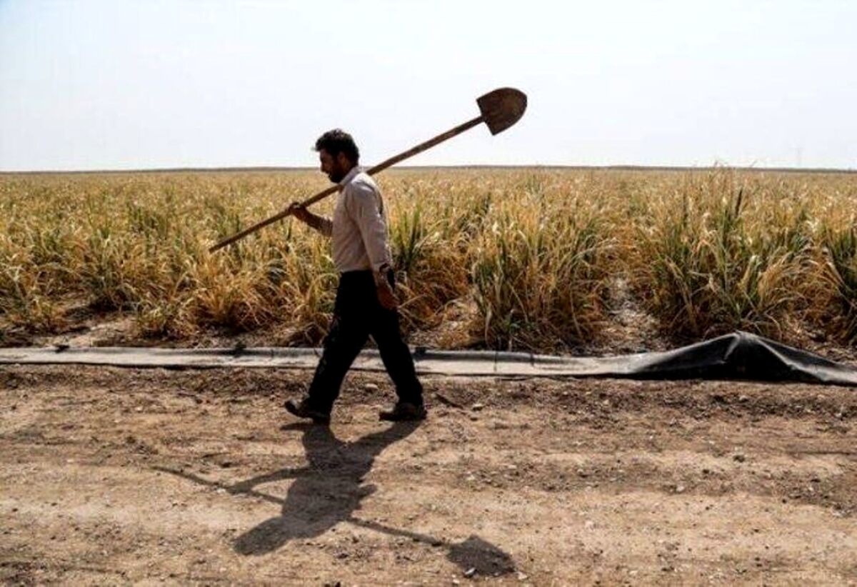 فروش نمک به جای کود به به کشاورزان کرمانی