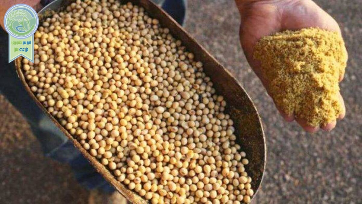 دسترنج کشاورزان گلستانی خوراک دام می‌شود