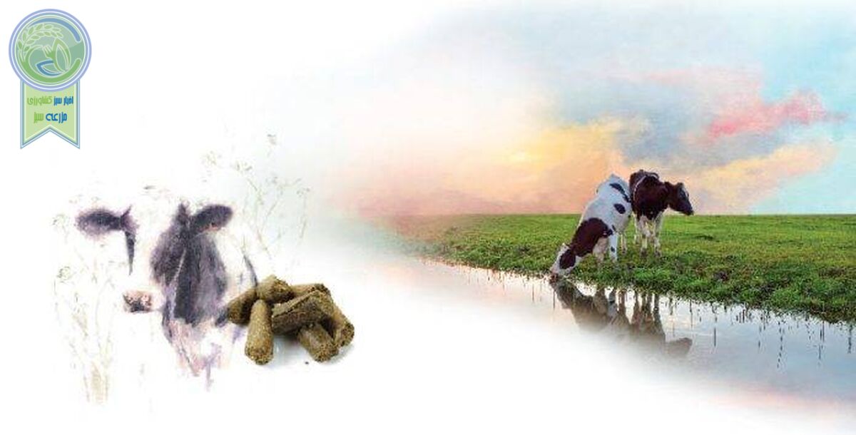 چند نکته در پرورش گاوهای شیری