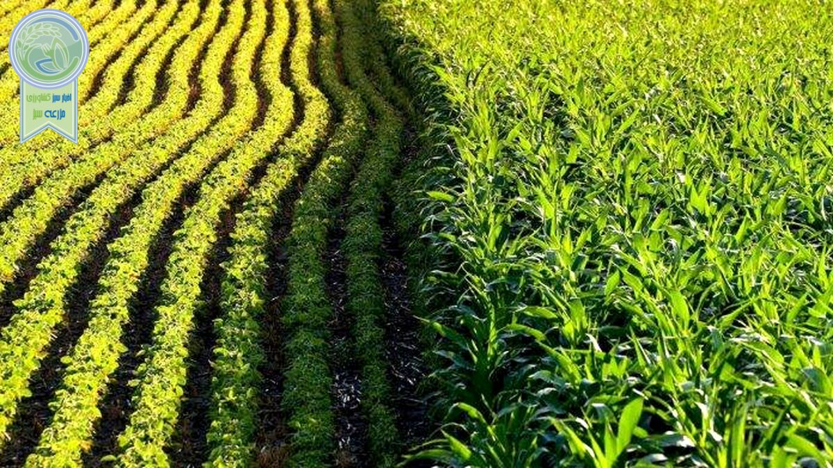 آقای وزیر درباره کشاورزی قراردادی توضیح دهد