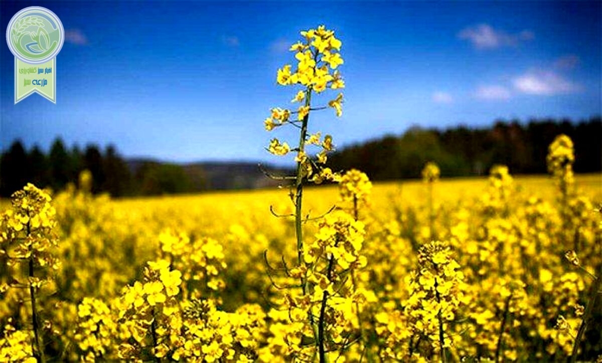 کشاورزی قراردادی، چتر نجاتی برای کشاورزان خرد