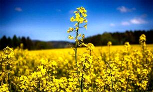 کشاورزی قراردادی، چتر نجاتی برای کشاورزان خرد