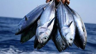 هزینه بالای تولید عامل گرانی ماهی