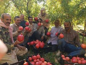 قصه پر غصه انار کاران