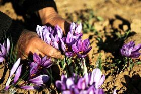 شگردهای مافیای زعفران در کشور