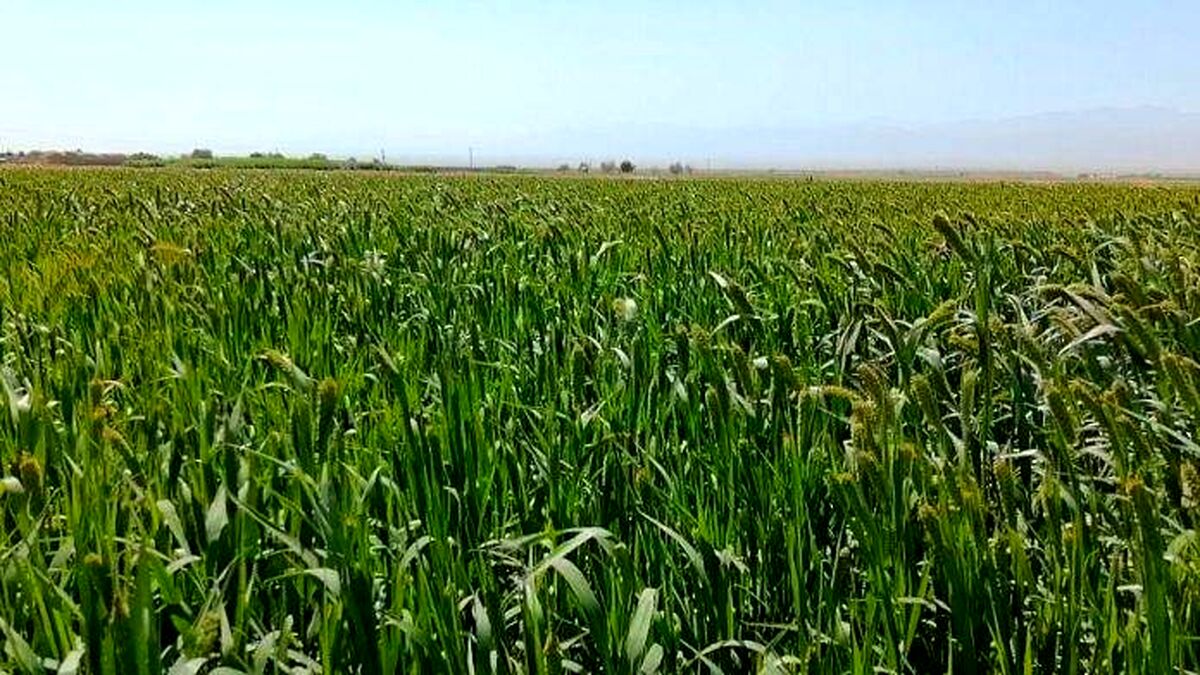 اختصاص یک هزار میلیارد تومان برای مقابله با خشکسالی