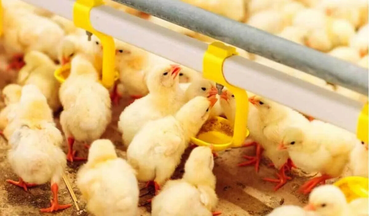 ضرورت مدیریت جوجه‌ریزی ماهانه برای جلوگیری از زیان مرغداران