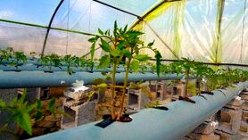 کشت هوایی بهترین فناوری برای زمین هایی با فرسایش بالا