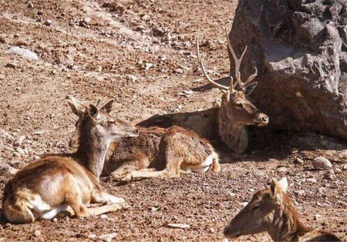 شیوع بیماری کشنده در حیات وحش هرمزگان