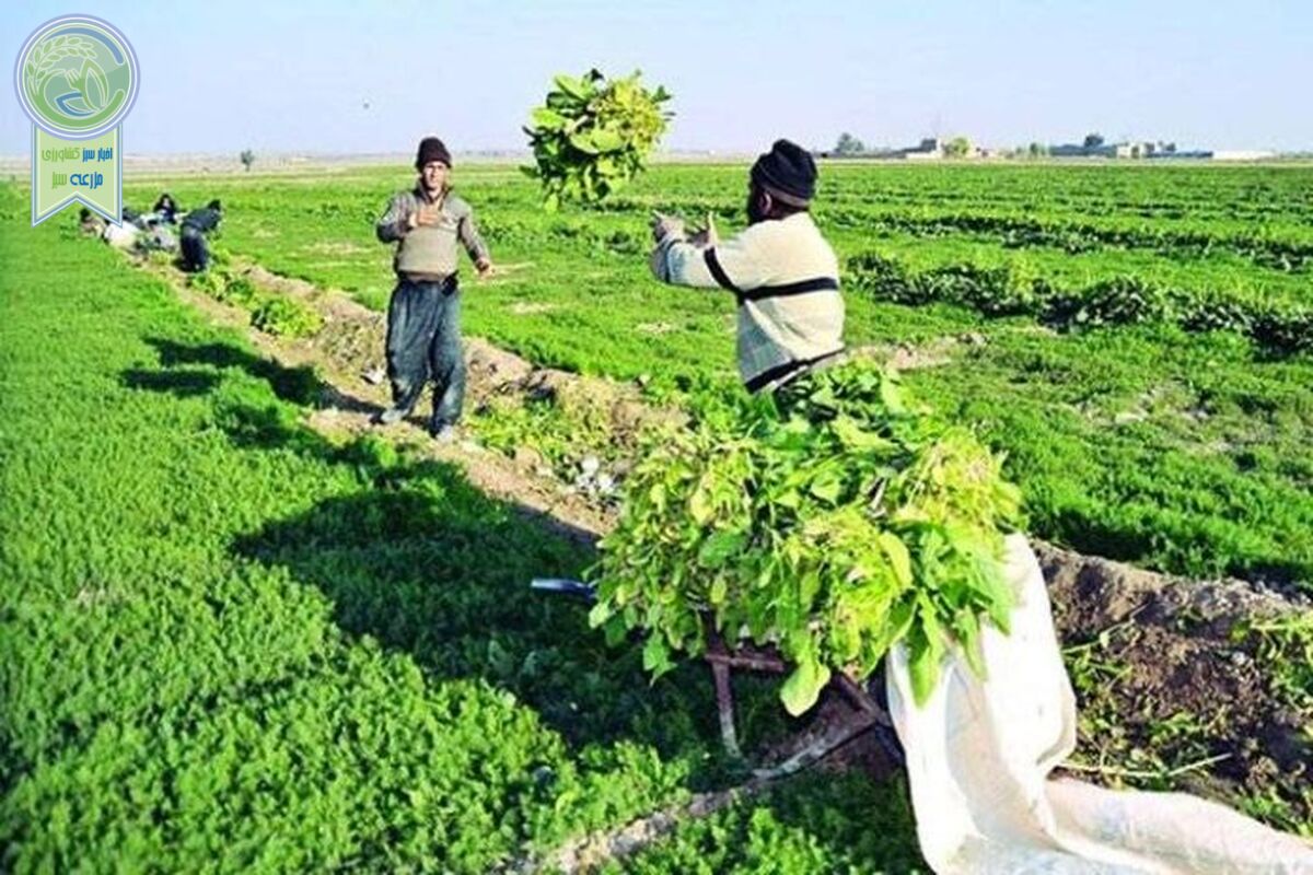 غفلت از پایش محصولات کشاورزی و باغی