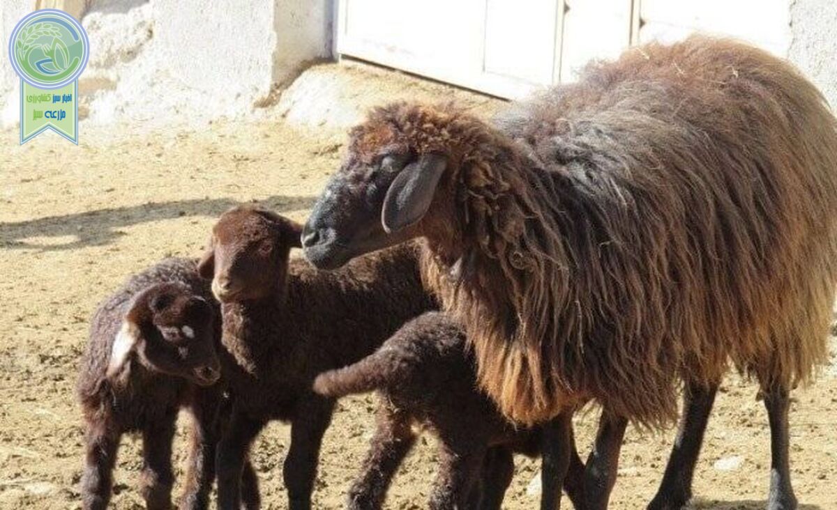 ‏تب برفکی به جان دام‌ها افتاد
