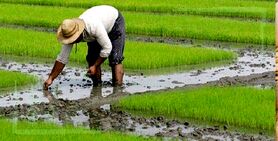 بررسی واگذاری مدیریت منابع آبی به‌ بخش کشاورزی
