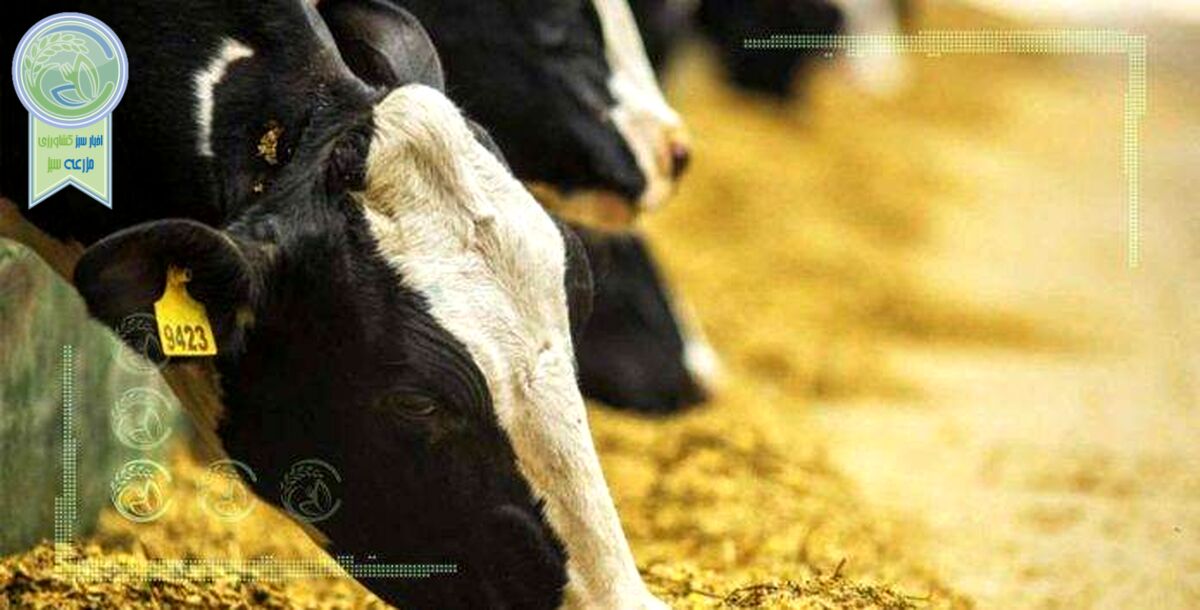 گرانی نهاده‌ها؛ دام‌ها گرسنه، دامداران ورشکسته