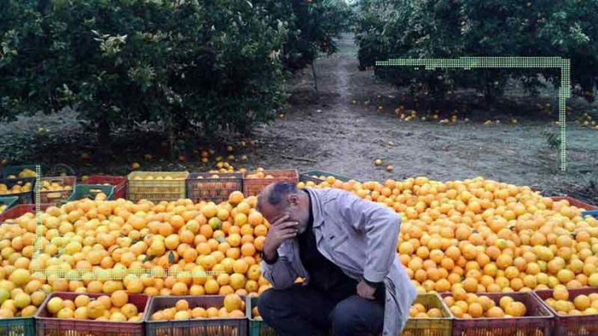 ضرورت پایان دادن به بازی دلالان با زندگی کشاورزان