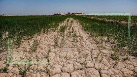 خطر خشکسالی بیخ گوش کشاورزان گیلان