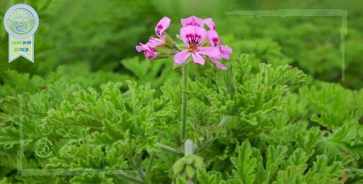 بذرپاشی در مراتع راه حفاظت از گیاهان دارویی
