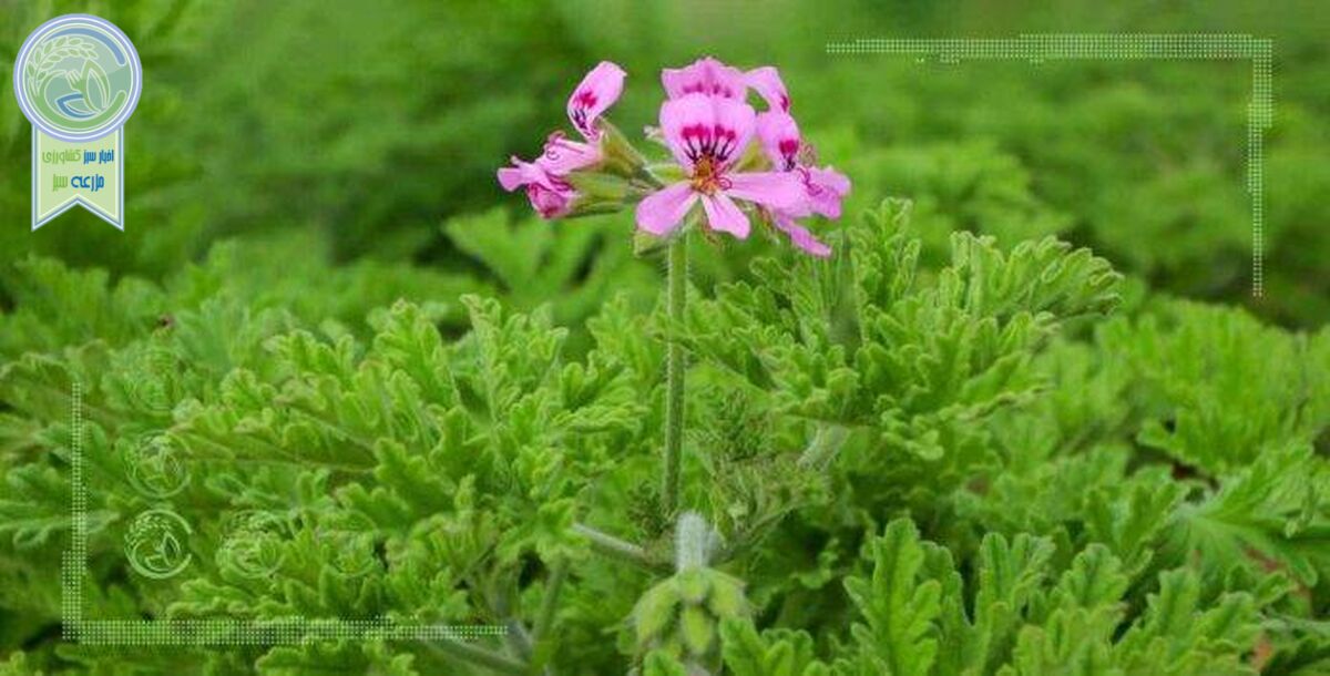 بذرپاشی در مراتع راه حفاظت از گیاهان دارویی
