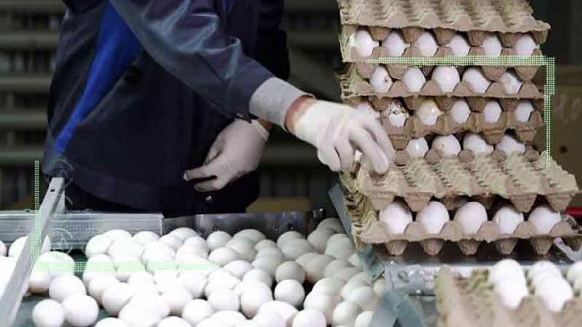 سود تخم‌مرغ چند نرخی به جیب چه کسانی می‌رود؟