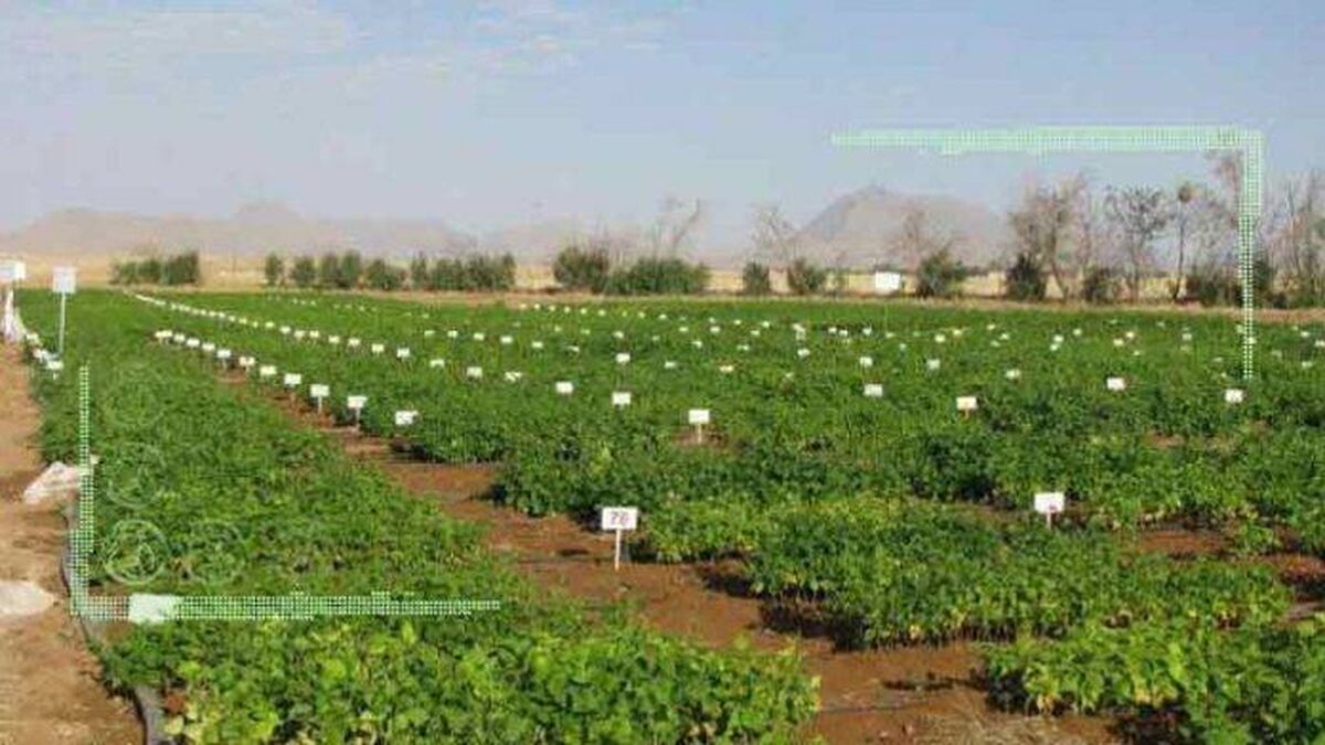 ابرچالش سازمان تحقیقات و آب نه باریکه