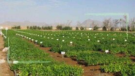 ابرچالش سازمان تحقیقات و آب نه باریکه