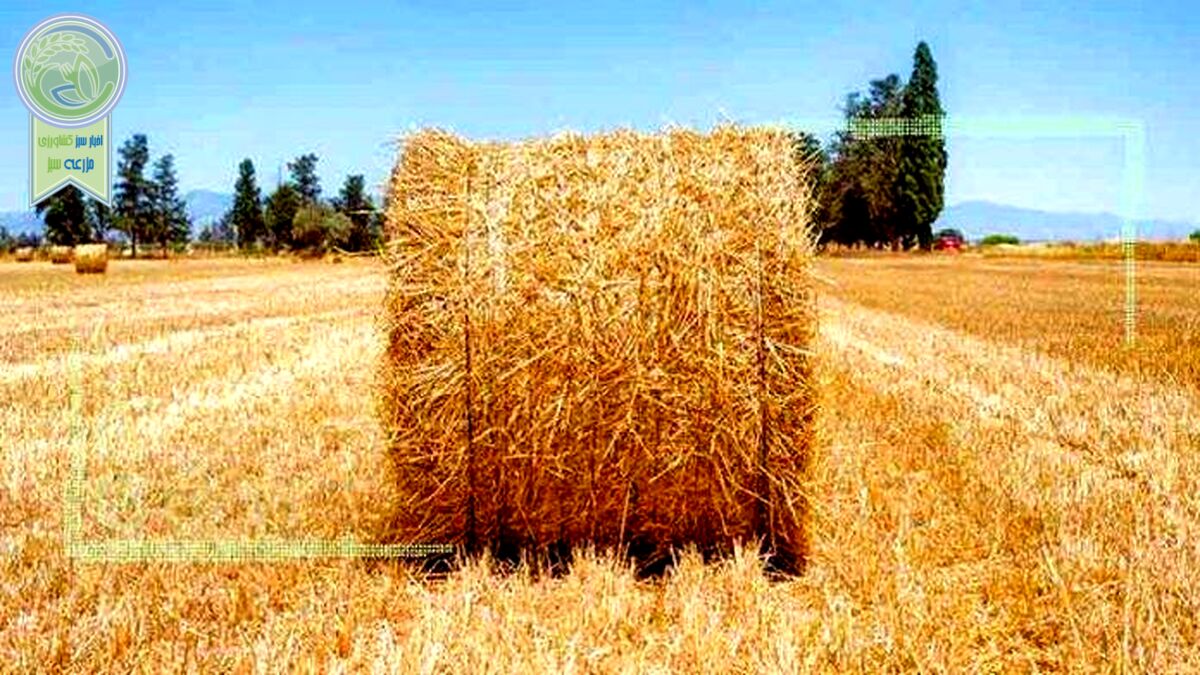 جهش ۷ برابری قیمت کاه در سال جاری