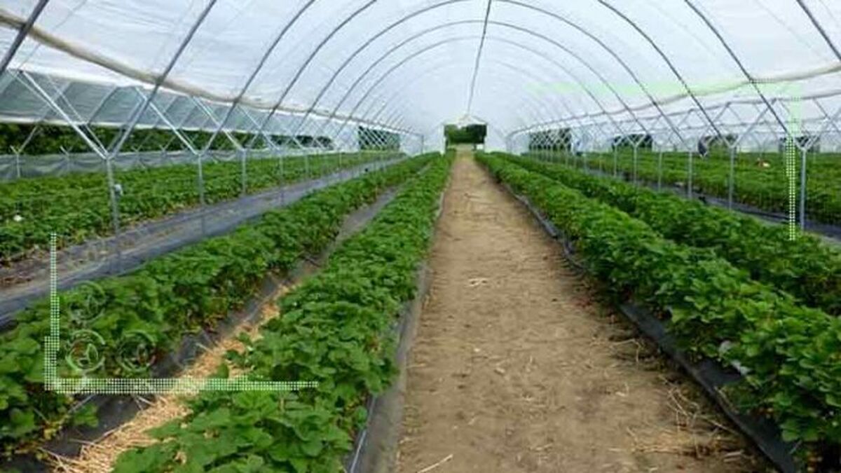 احداث 225 هکتار گلخانه در استان تهران