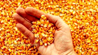 رشد 2 رقمی قیمت جهانی کالاهای اساسی در یک روز