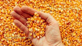 افزایش قیمت غلات با تشدید تنش‌ها در دریای سیاه
