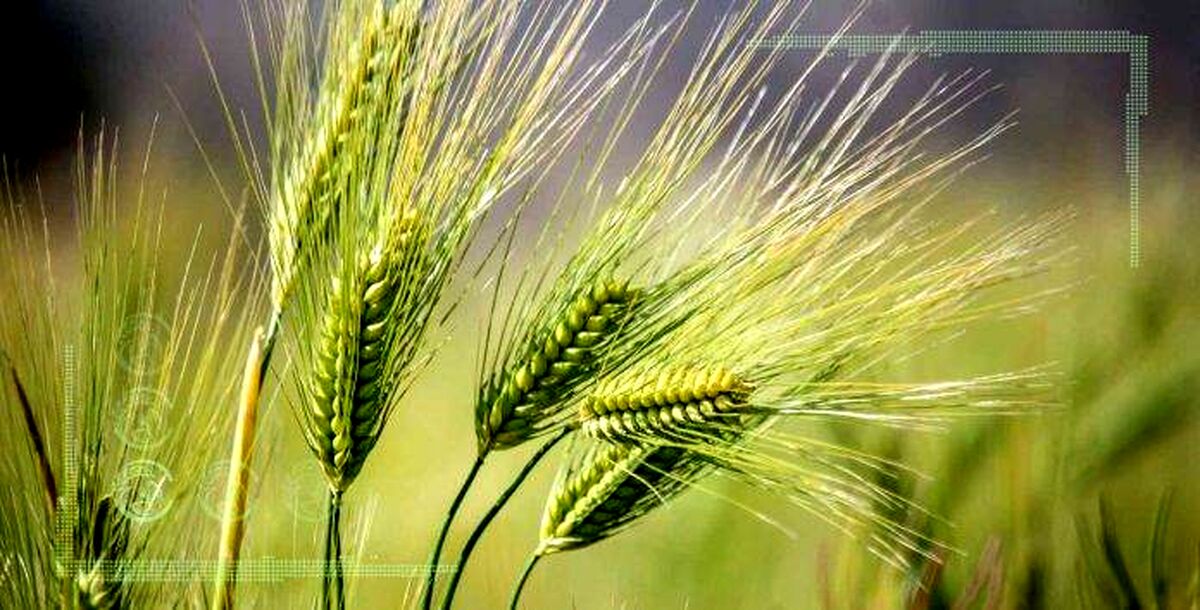 ارقام تحول‌زای گندم دستاوردی از جنس امنیت غذایی