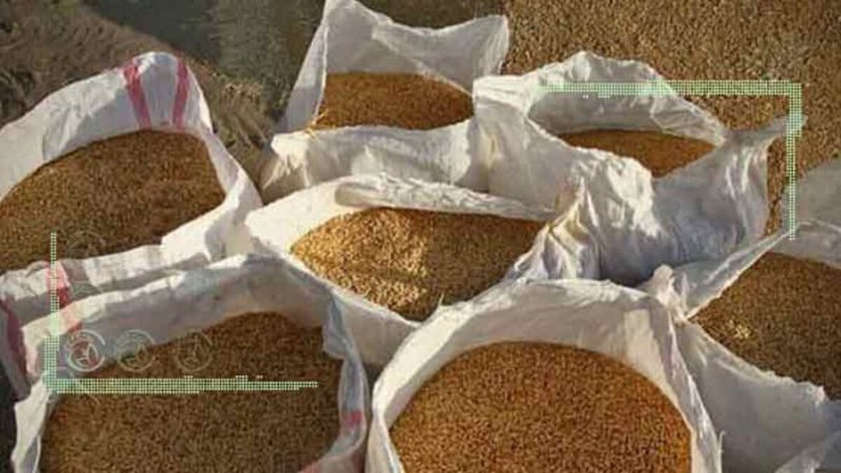 قیمت ۹ هزار و ۵۰۰ تومانی خرید تضمینی گندم در حال بررسی