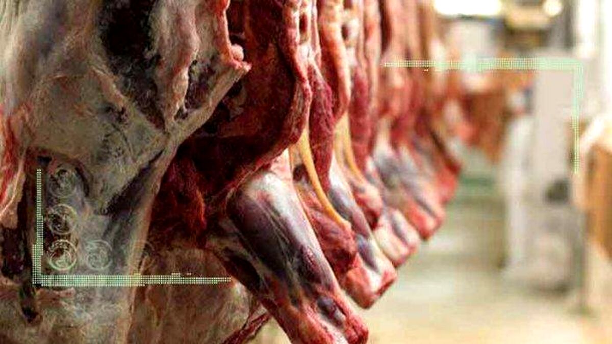 چرا گوشت قرمز گران شد؟