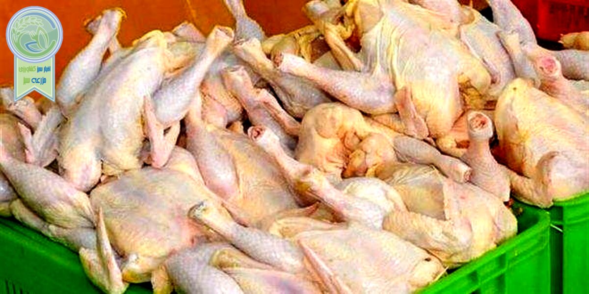 موافقت وزارتخانه با رفع ممنوعیت صادرات گوشت مرغ