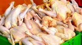 موافقت وزارتخانه با رفع ممنوعیت صادرات گوشت مرغ
