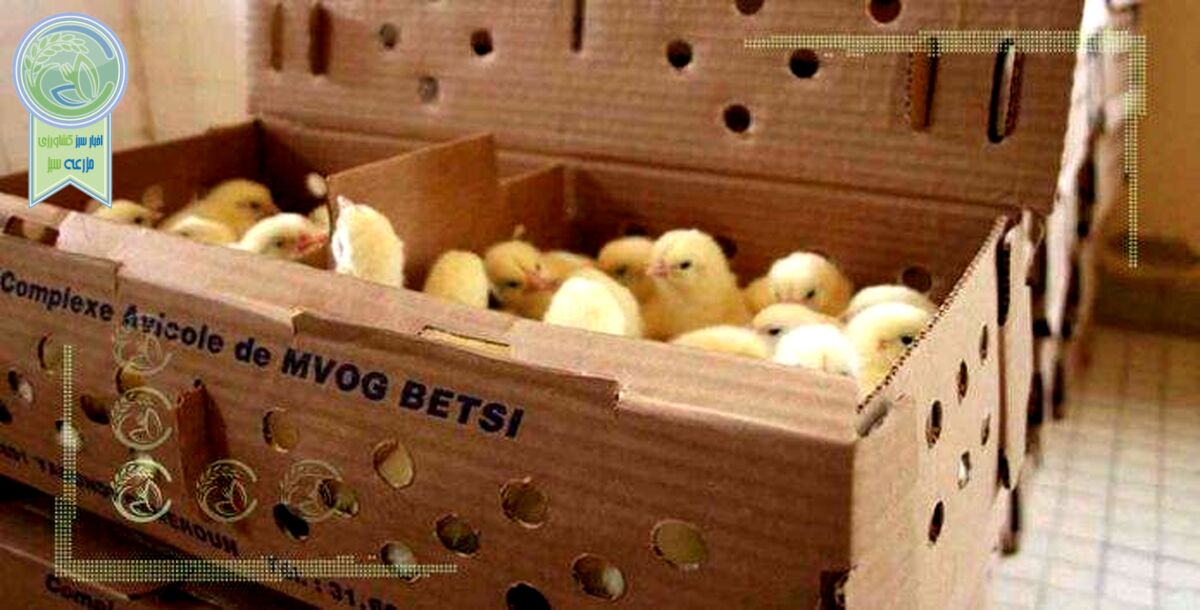 ضرورت تغییر روش حمل جوجه به استان‌های جنوبی