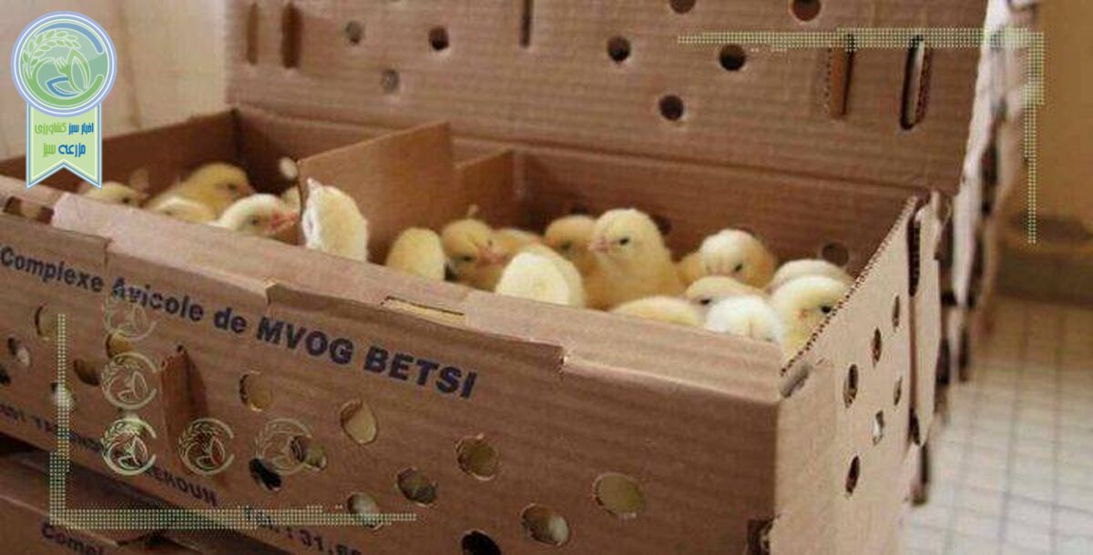 ضرورت تغییر روش حمل جوجه به استان‌های جنوبی