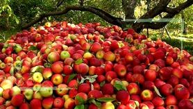 آمارهای غیر واقعی از میزان صادرات سیب