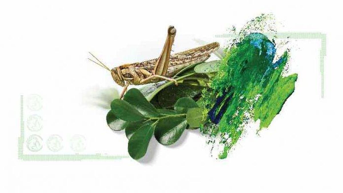 چالش‌های هجوم ملخ‌های صحرایی