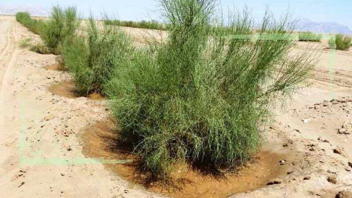 تبدیل اراضی بیابانی کشور به جنگل
