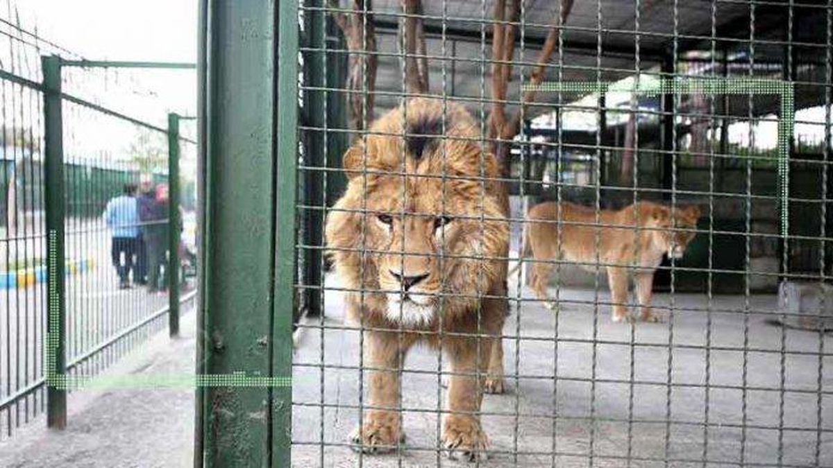 باغ وحش‌های کشور رتبه بندی می‌شوند