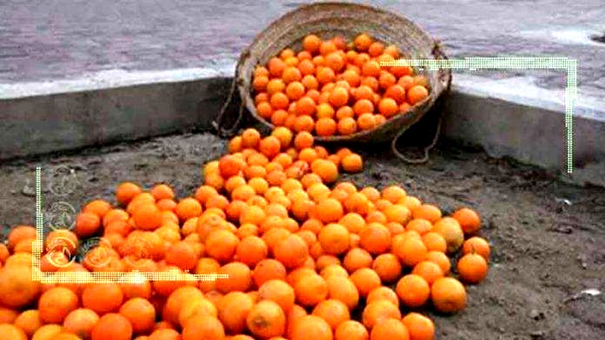 گزارش‌های دیوان و سازمان بازرسی منتشر می‌شود؟