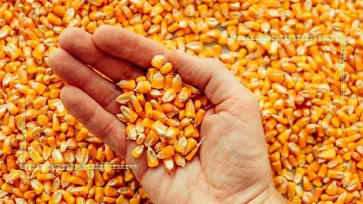 ارسال نهاده به ایران به پس از جنگ اوکراین موکول شد