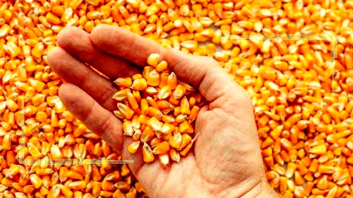 ارسال نهاده به ایران به پس از جنگ اوکراین موکول شد