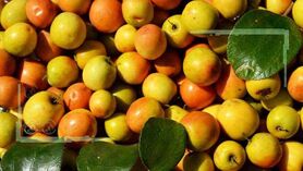 «کُنار بلوچی» میوه ای با خواص اعجاب انگیز